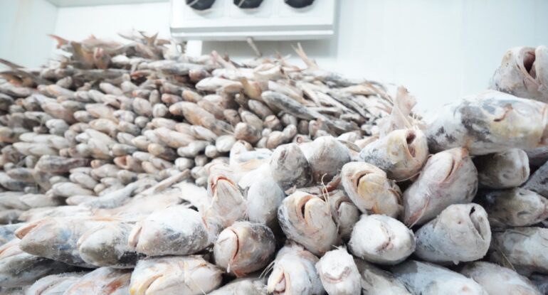 Холодильная камера для рыбы