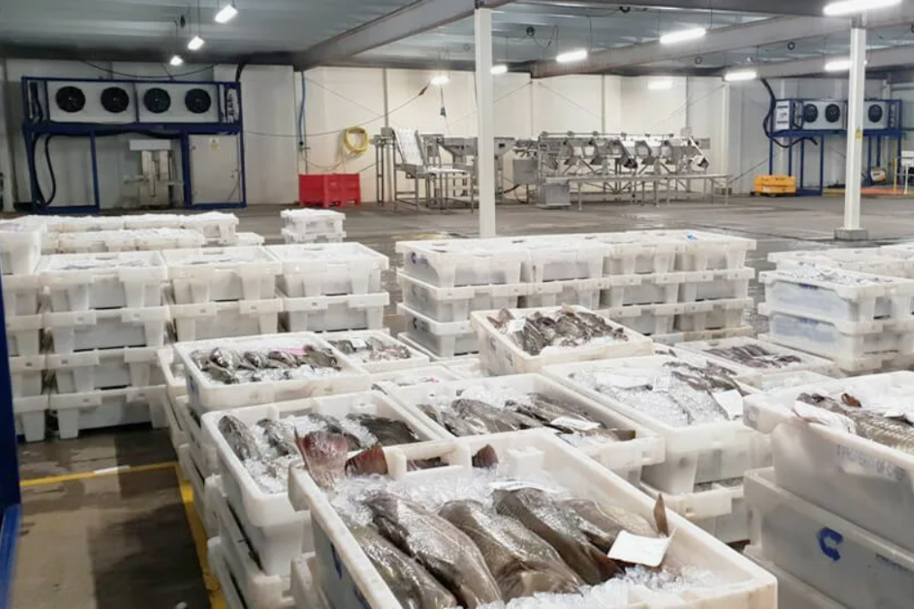 Холодильная камера для рыбы