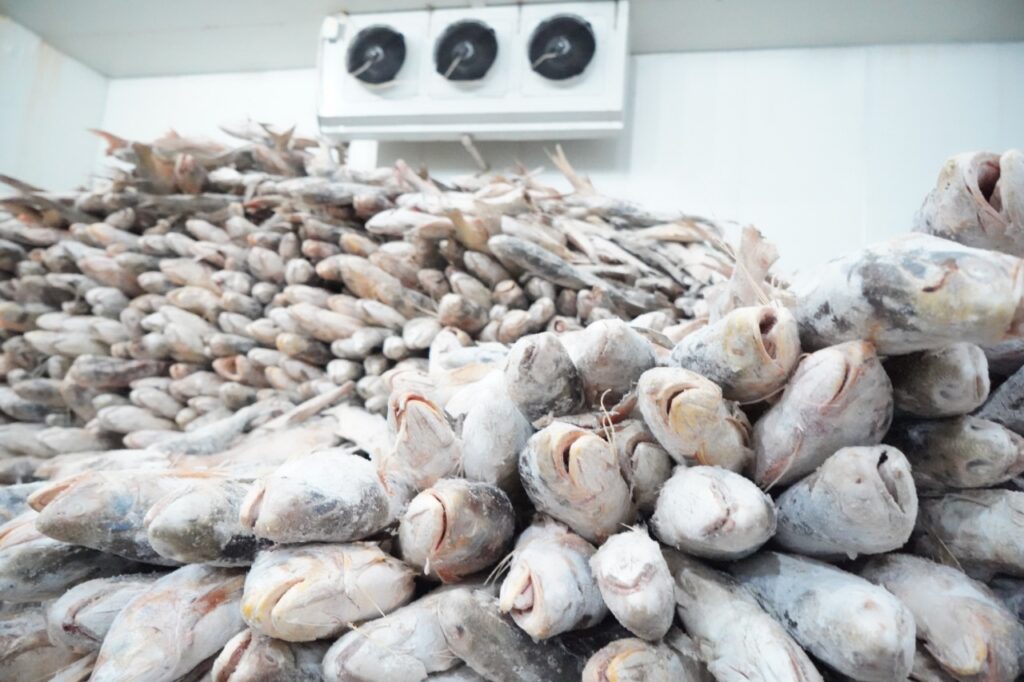 Холодильные камеры для морепродуктов