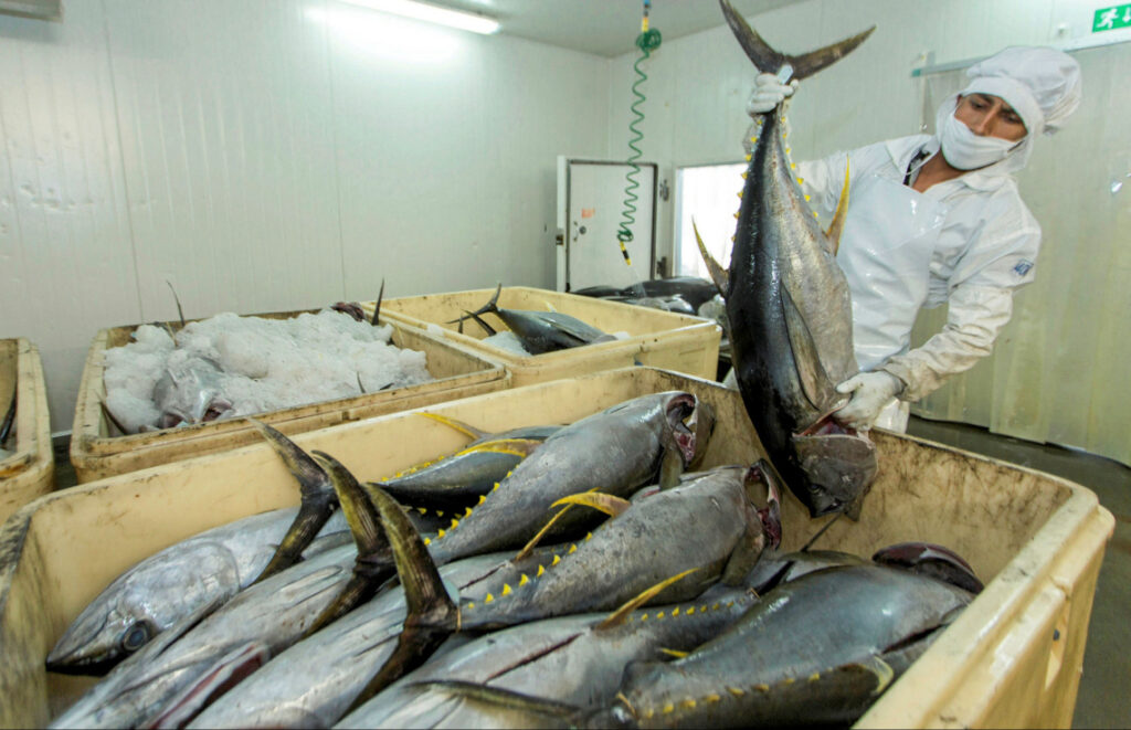 Холодильные камеры для морепродуктов