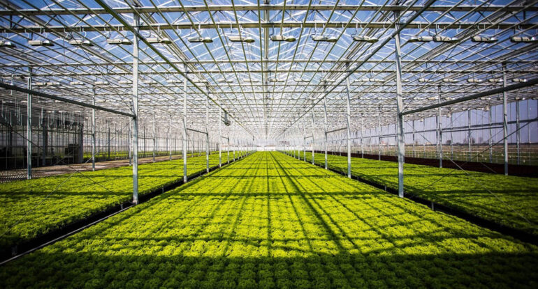 Промышленные теплици