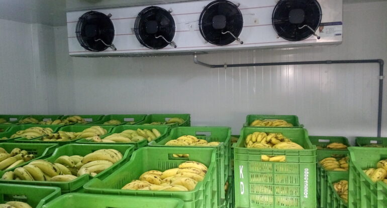 Холодильные камеры для фруктов